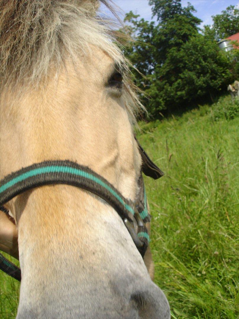Fjordhest Tanja  billede 1