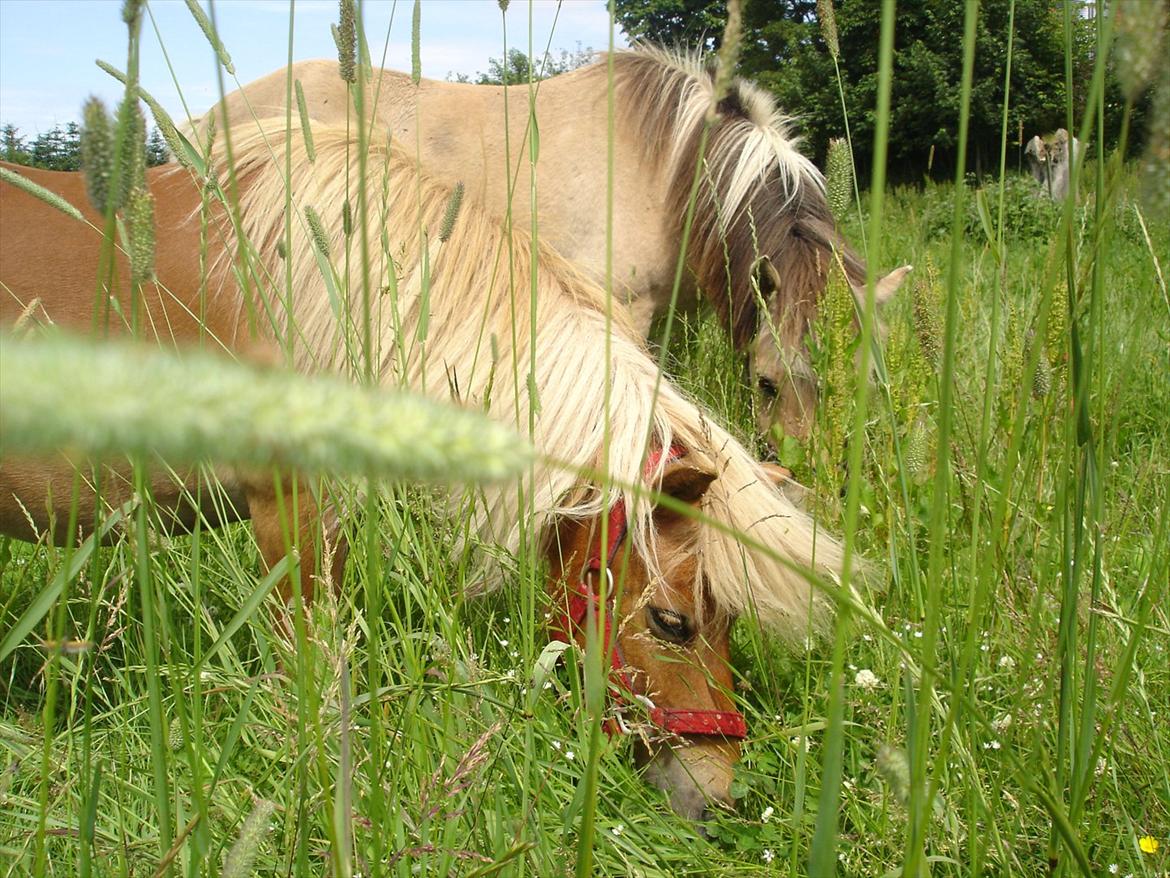 Shetlænder Musse billede 4