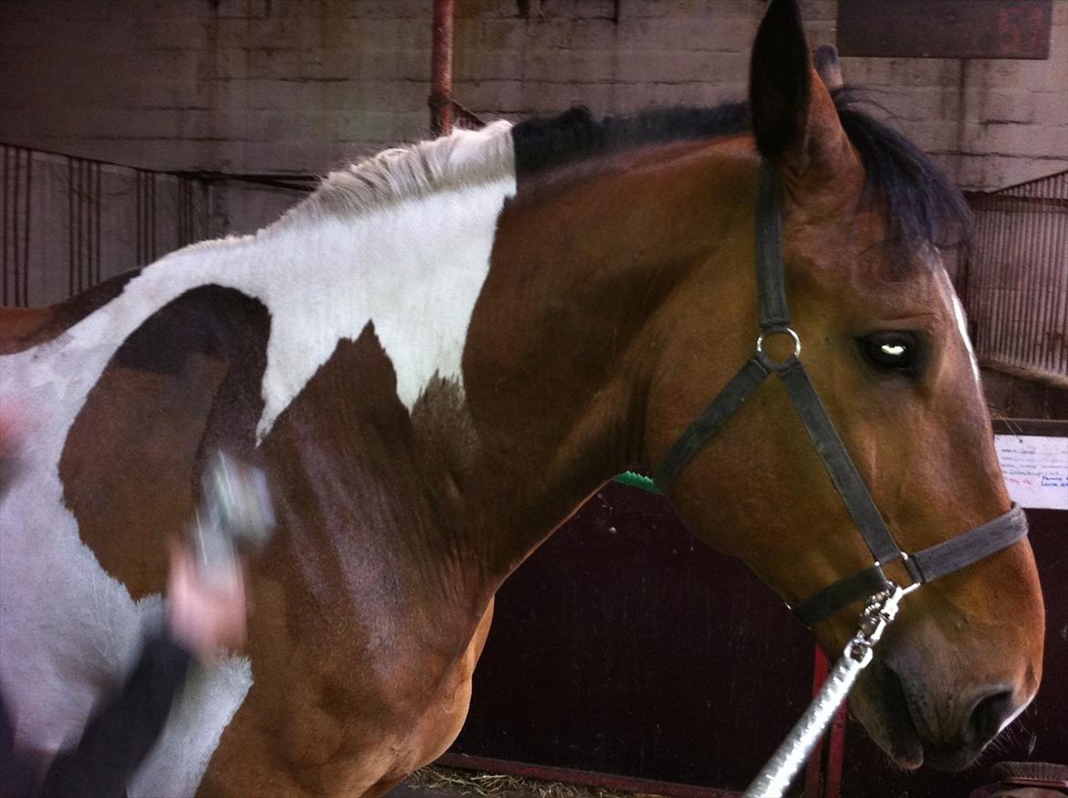 Anden særlig race Trible - Han er ved at blive klippet for første gang, han tager det fint :) billede 4