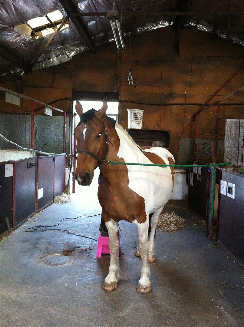 Anden særlig race Trible billede 5