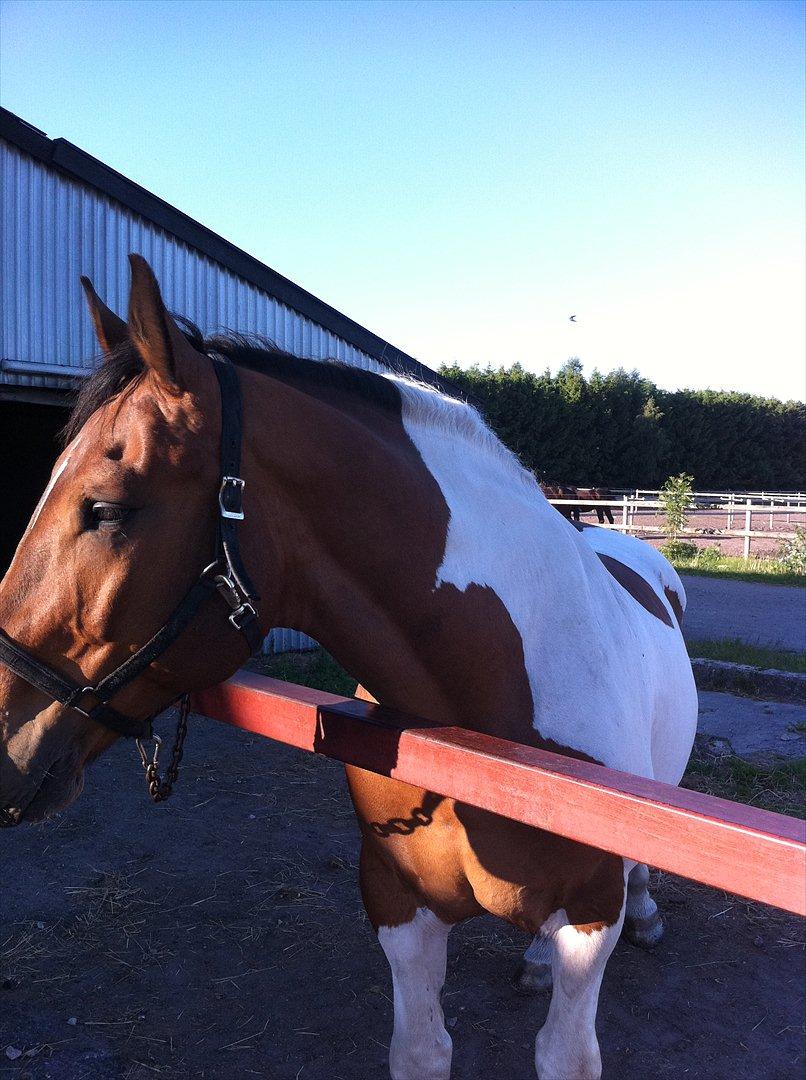 Anden særlig race Trible billede 6