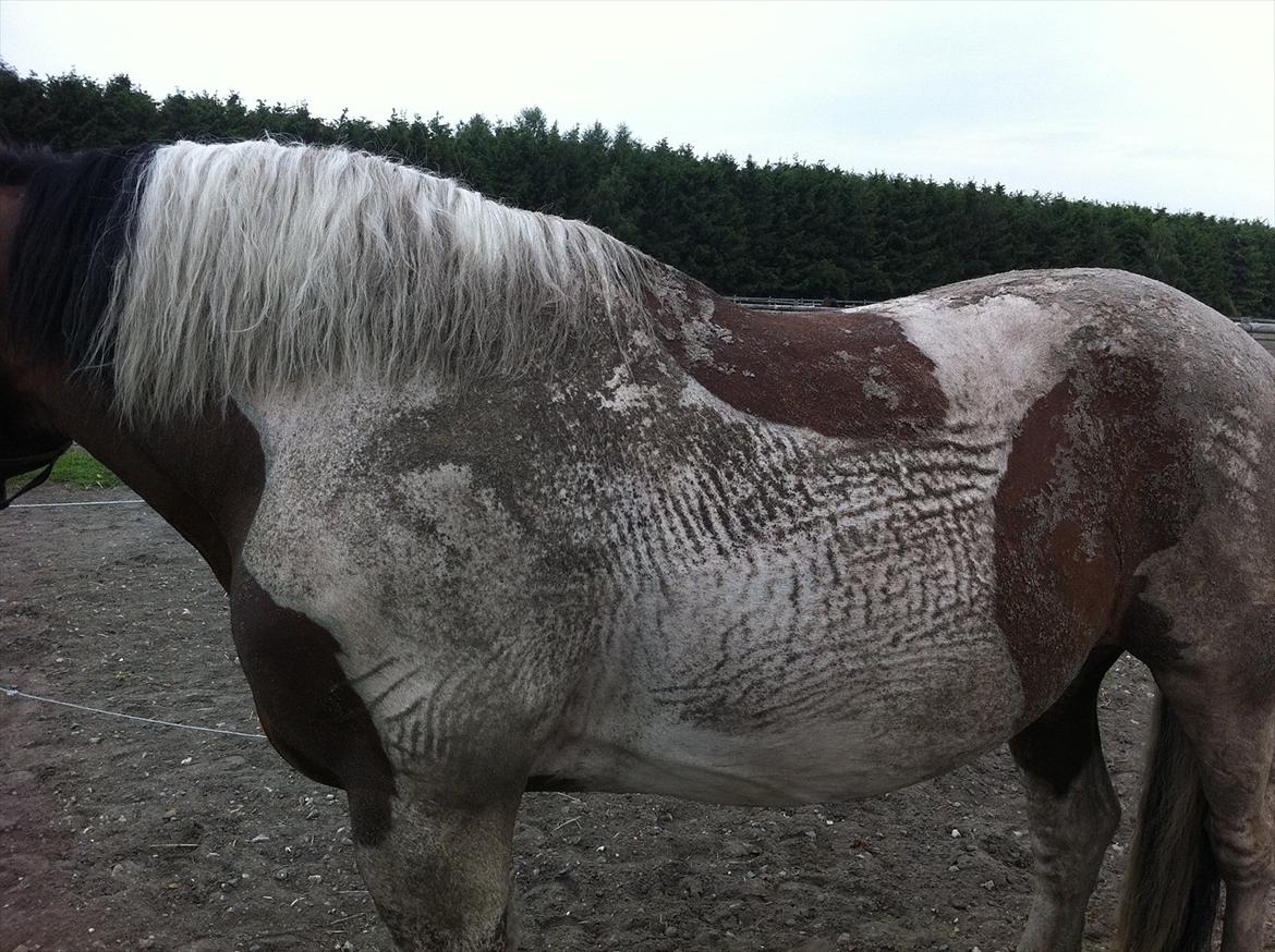 Anden særlig race Trible - Sådan ser man ud efter man har rullet sig i sandbunken :P billede 7