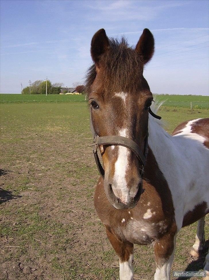 Anden særlig race Sally - ILU billede 7