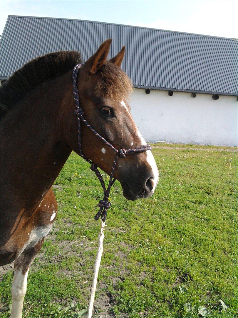 Anden særlig race Sally - foråret 2011, jeg havde fået en ledbånds skade i håndleddet, så i den tid jeg ikke kunne ride, jordtrænede vi, hvilket vi er lidt hardcore til ;) billede 8