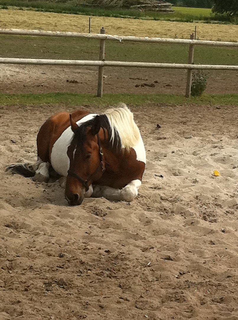 Anden særlig race Trible - Middagslur på folden, på favoritstedet = sandbunken billede 8