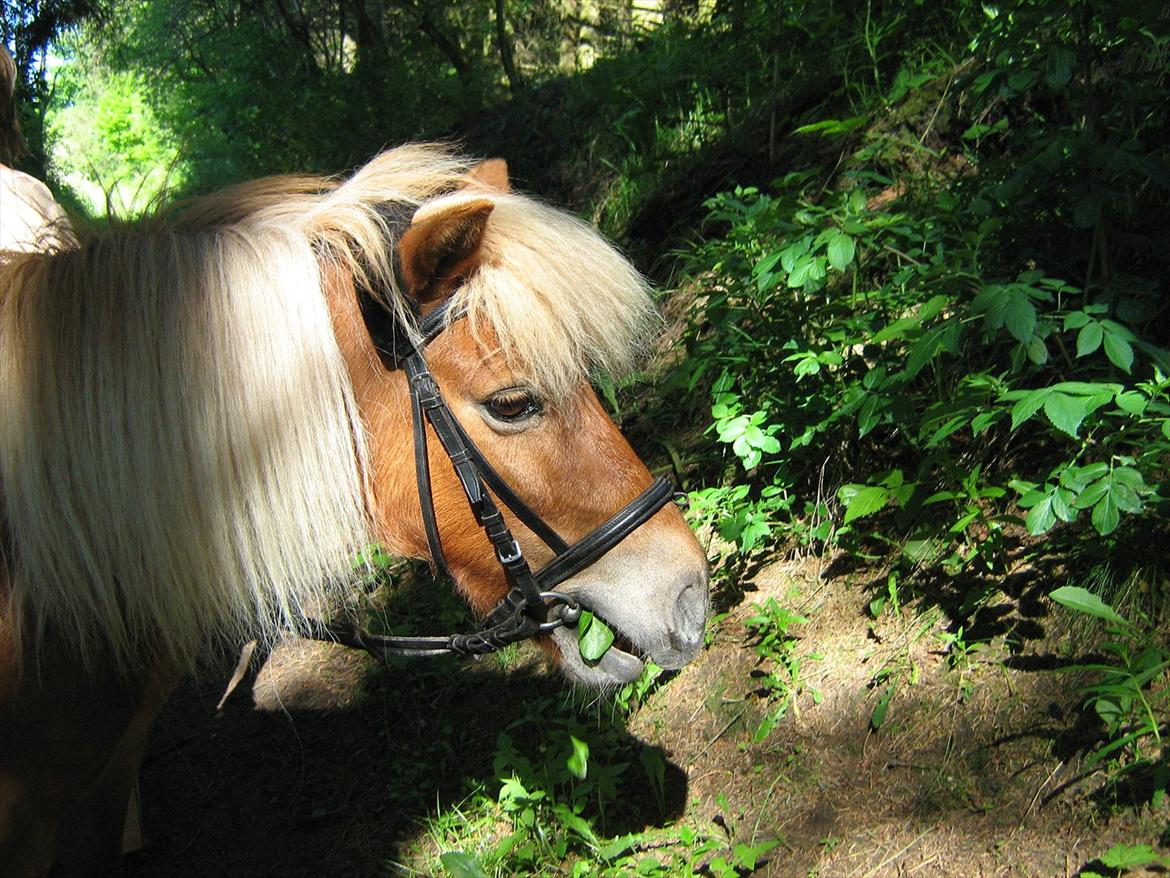 Shetlænder Musse billede 1