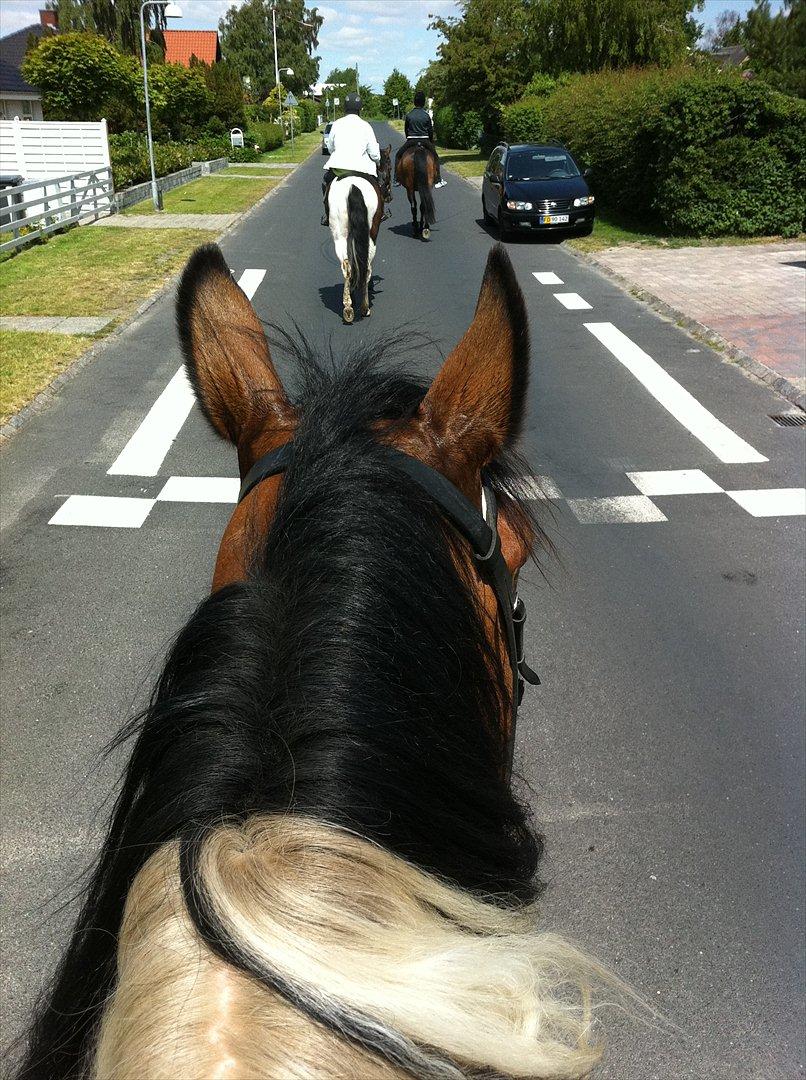 Anden særlig race Trible - Udsyn på ryggen af ham. De andre må ikke komme for langt væk! ;) billede 9