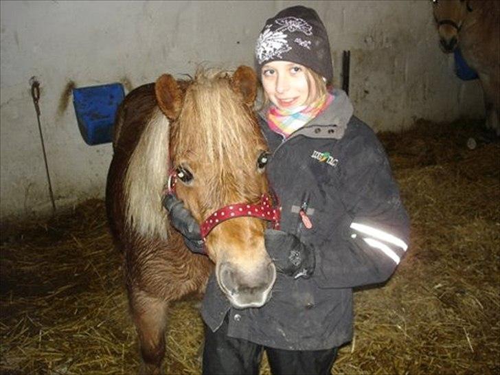 Shetlænder Musse billede 2