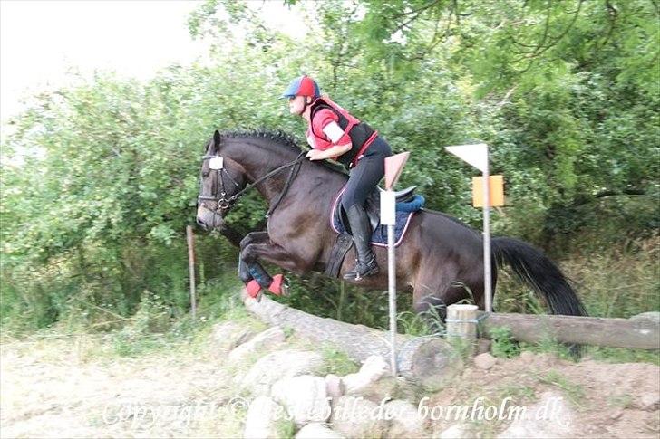 Oldenborg Siegård's flexness - Terræn 70 cm :D Min lille hyps billede 4
