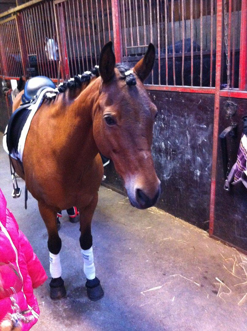 Anden særlig race Lilo - Klar til stævne. (2009) billede 9