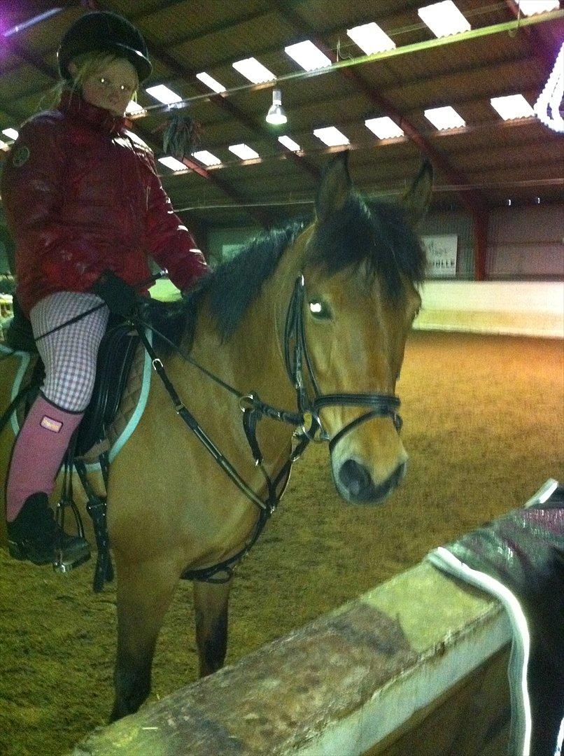 Anden særlig race Lilo - Til spring undervisning. (2010) billede 10