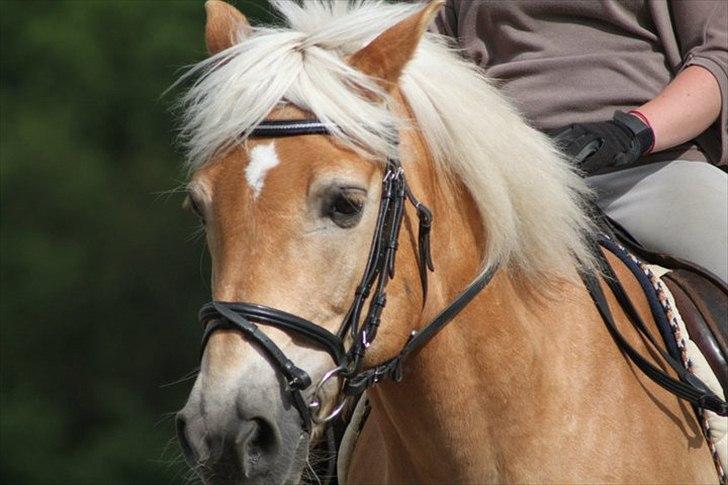Haflinger Bertram:'(¨<3 billede 1