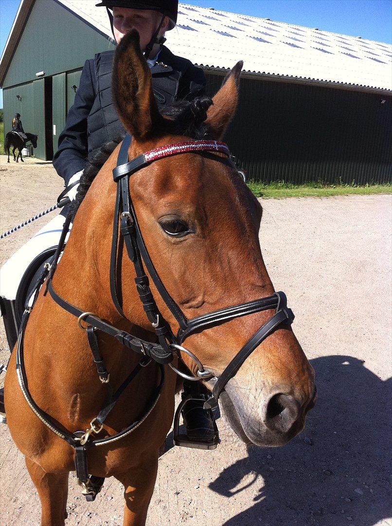 Anden særlig race Lilo - Til stævne i DSM billede 12