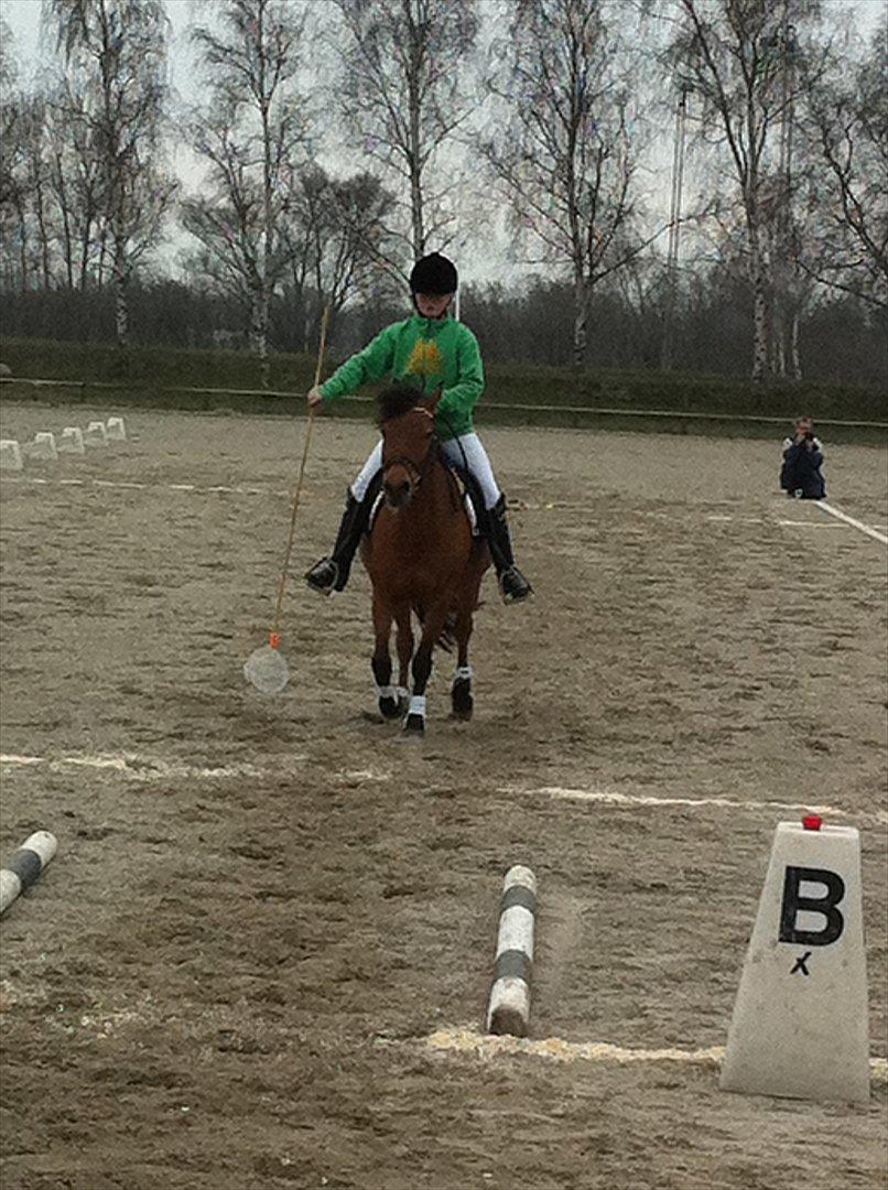 Anden særlig race Lilo - Ponygames billede 14