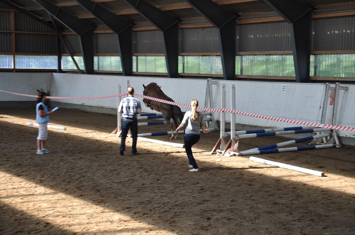 New Forest Viktoria - New Forest hoppekåring 2011 billede 10