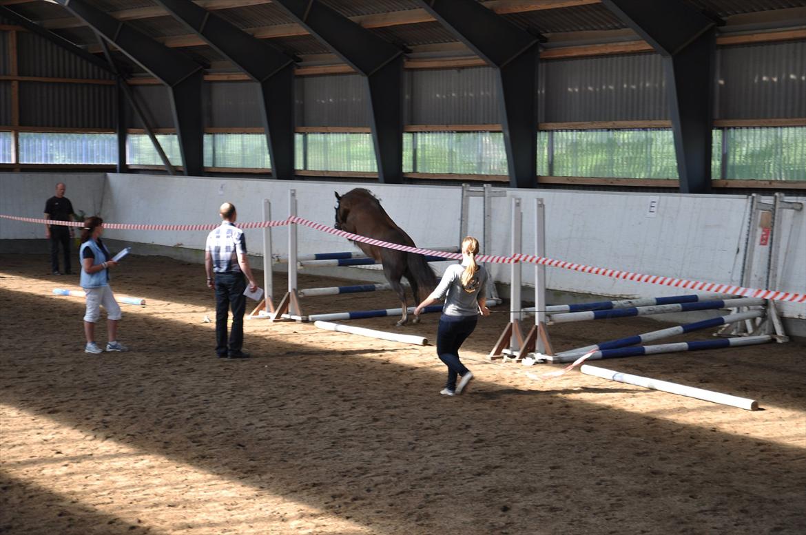 New Forest Viktoria - New Forest hoppekåring 2011 billede 11