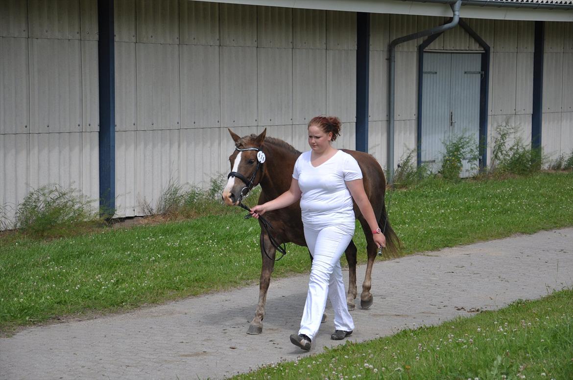 New Forest Viktoria - New Forest hoppekåring 2011 billede 12