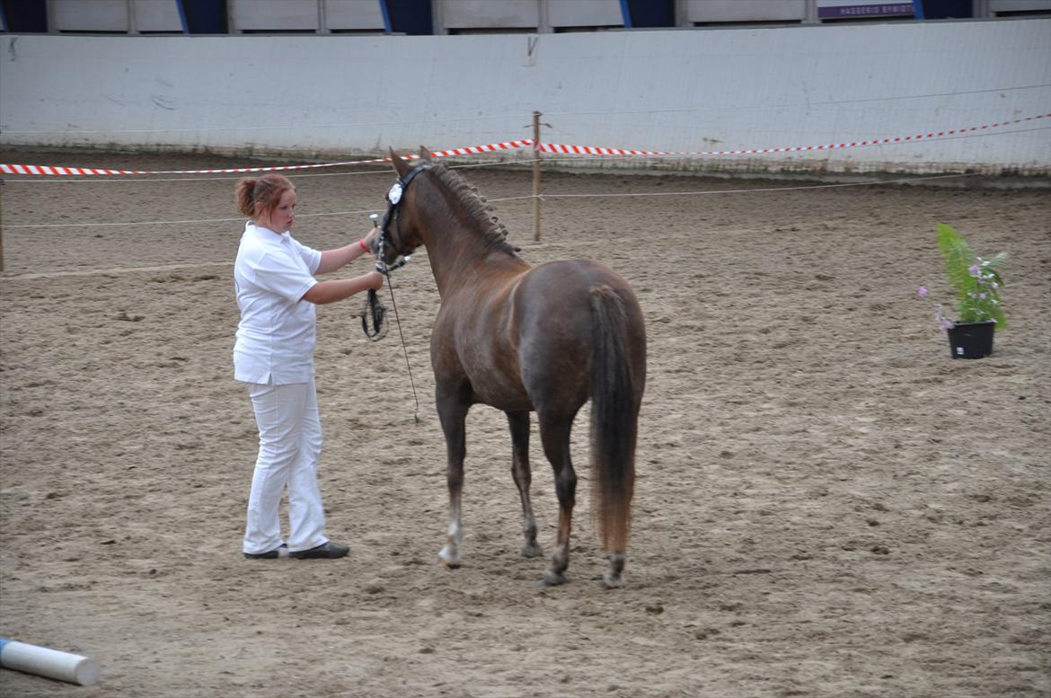 New Forest Viktoria - New Forest hoppekåring 2011 billede 13