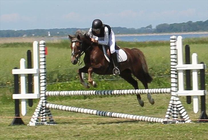 Welsh Cob (sec D) Bogensø's Queen - >> 12  bogstaver, 3 ord, en betydning - Jeg elsker dig :I << billede 17