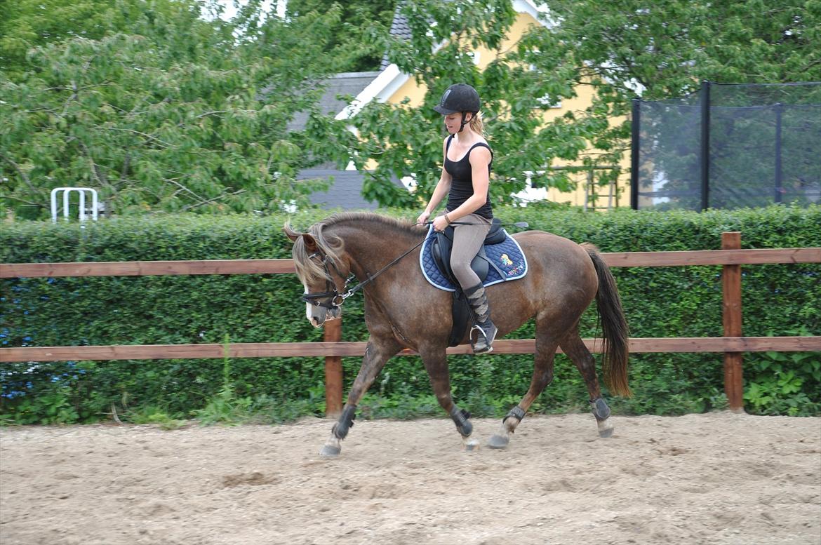 New Forest Viktoria - Træning. Efter kun en mdr. tilridning. Rytter Signe Balle. Foto Julie Pedersen.  billede 14