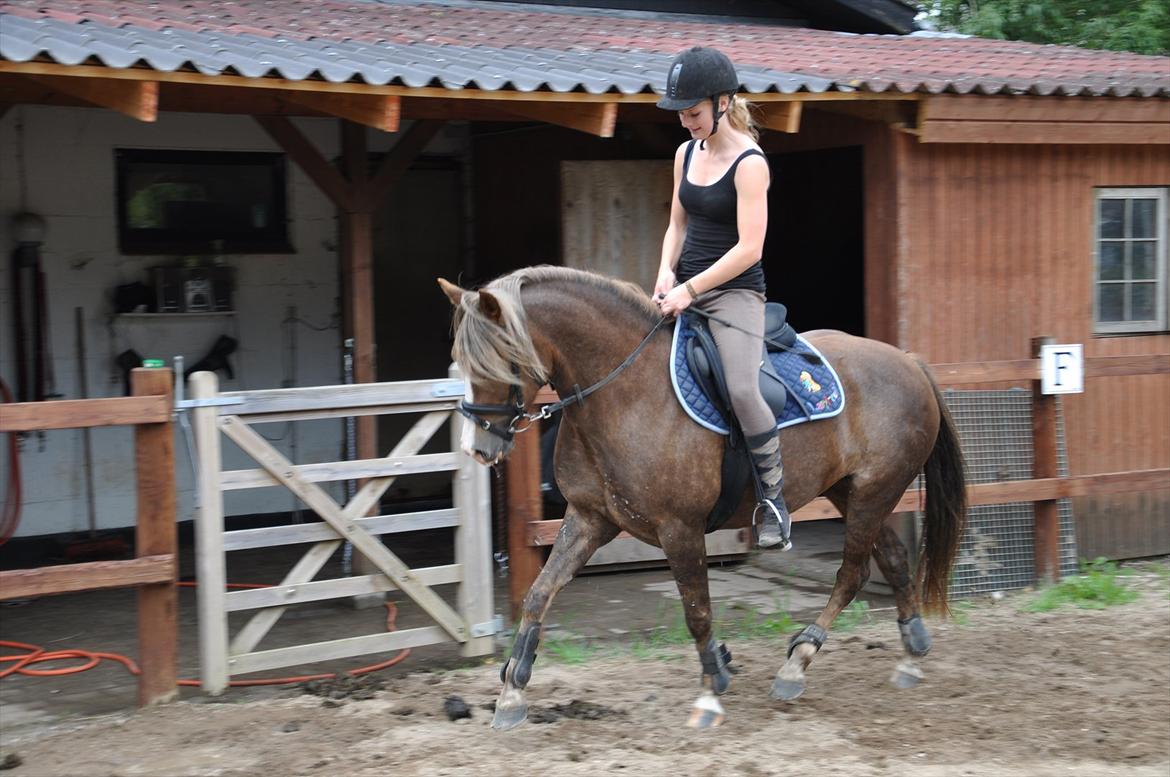 New Forest Viktoria - Træning. Efter kun en mdr. tilridning. Rytter Signe Balle. Foto Julie Pedersen.  billede 15