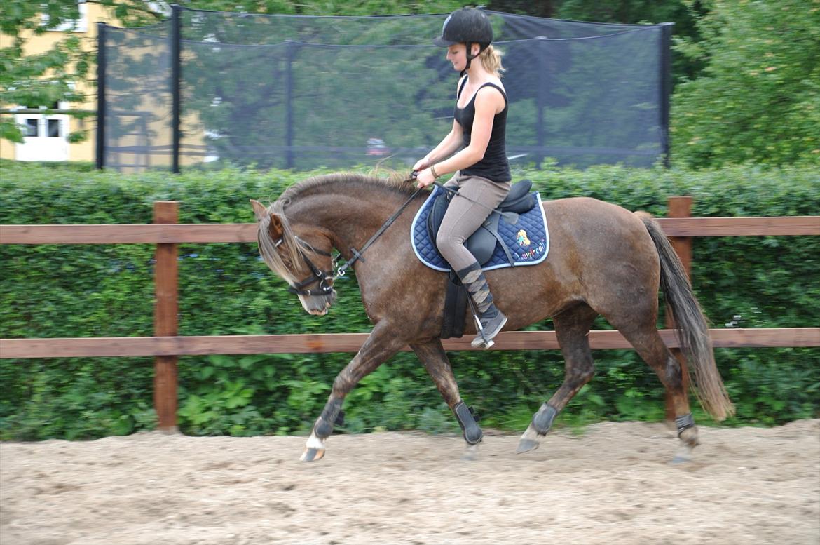 New Forest Viktoria - Træning. Efter kun en mdr. tilridning. Rytter Signe Balle. Foto Julie Pedersen.  billede 16