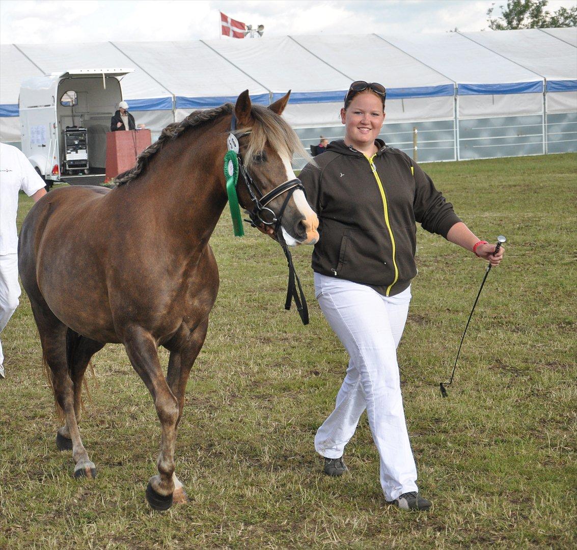 New Forest Viktoria - Det fynske dyrskue 2011 billede 1