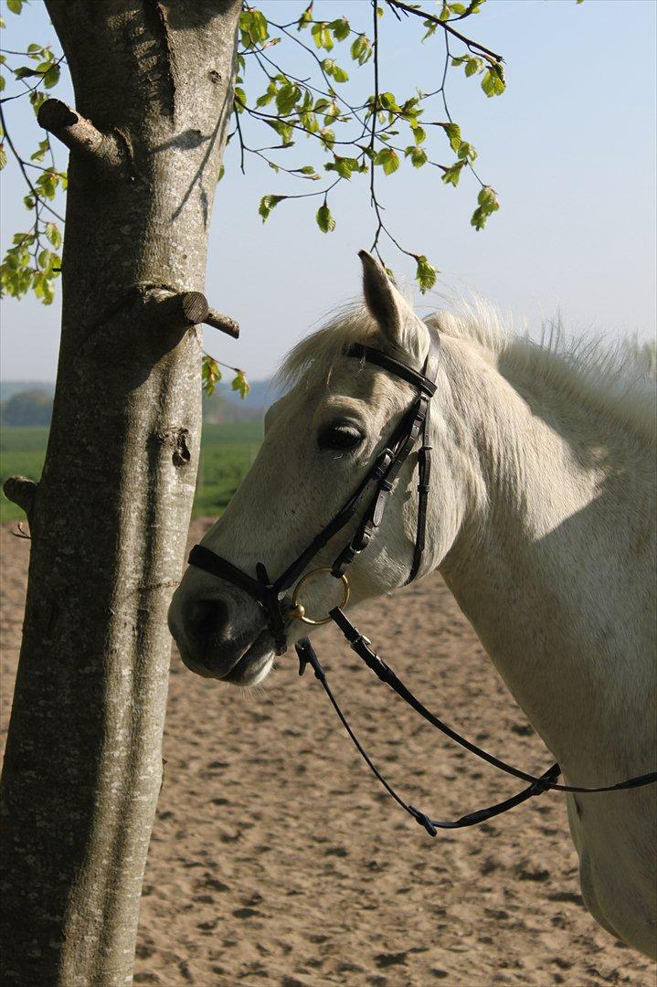 Anden særlig race Luka billede 10