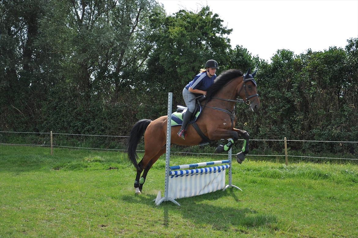 Holstener Wajes Capice (Følle) - Spring træning på marken 29.07.11 med Sarah, Sofie, Marie-Louies, Julie og Louise billede 13