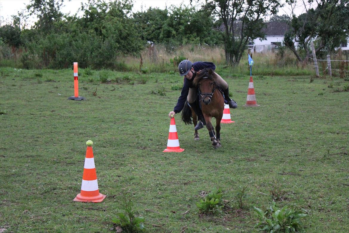 Shetlænder MR.Romeo billede 13