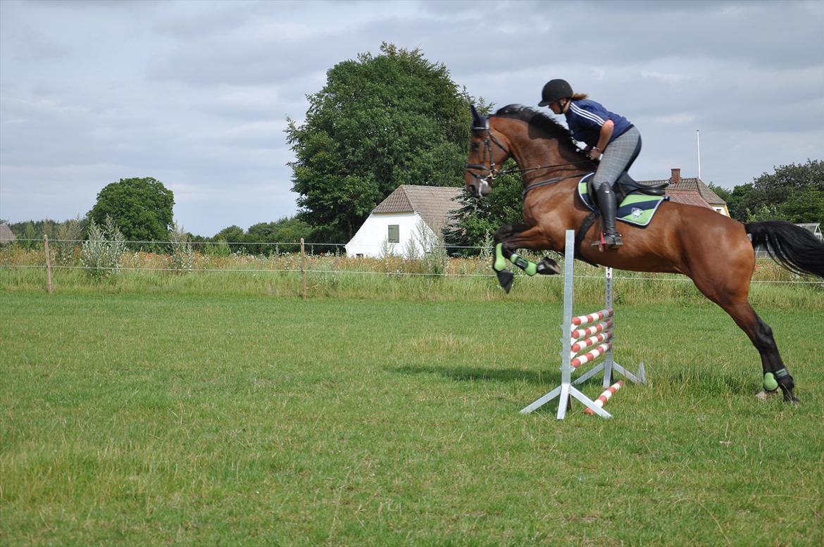 Holstener Wajes Capice (Følle) - Spring træning på marken 29.07.11 med Sarah, Sofie, Marie-Louies, Julie og Louise billede 14