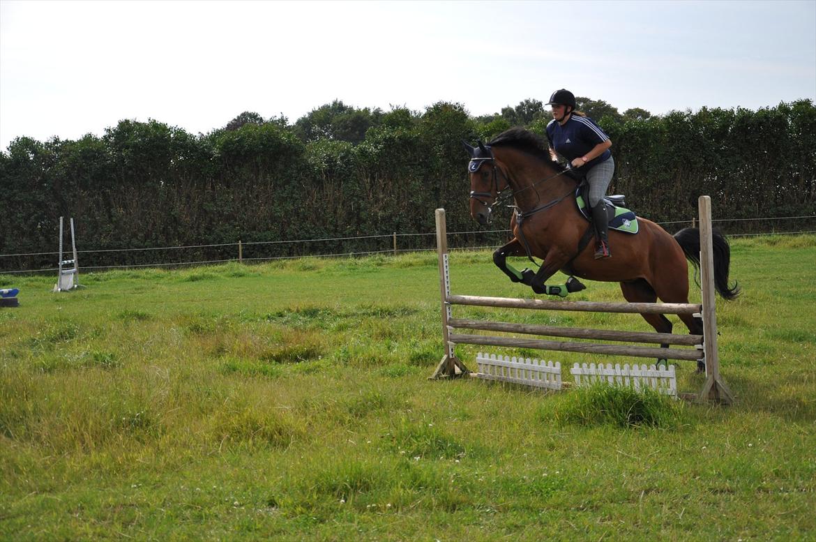 Holstener Wajes Capice (Følle) - Spring træning på marken 29.07.11 med Sarah, Sofie, Marie-Louies, Julie og Louise billede 15