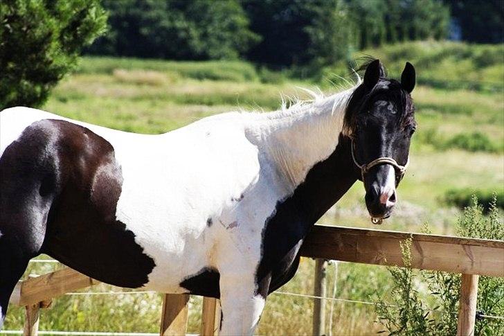 Paint Charlies paintet topshot billede 14