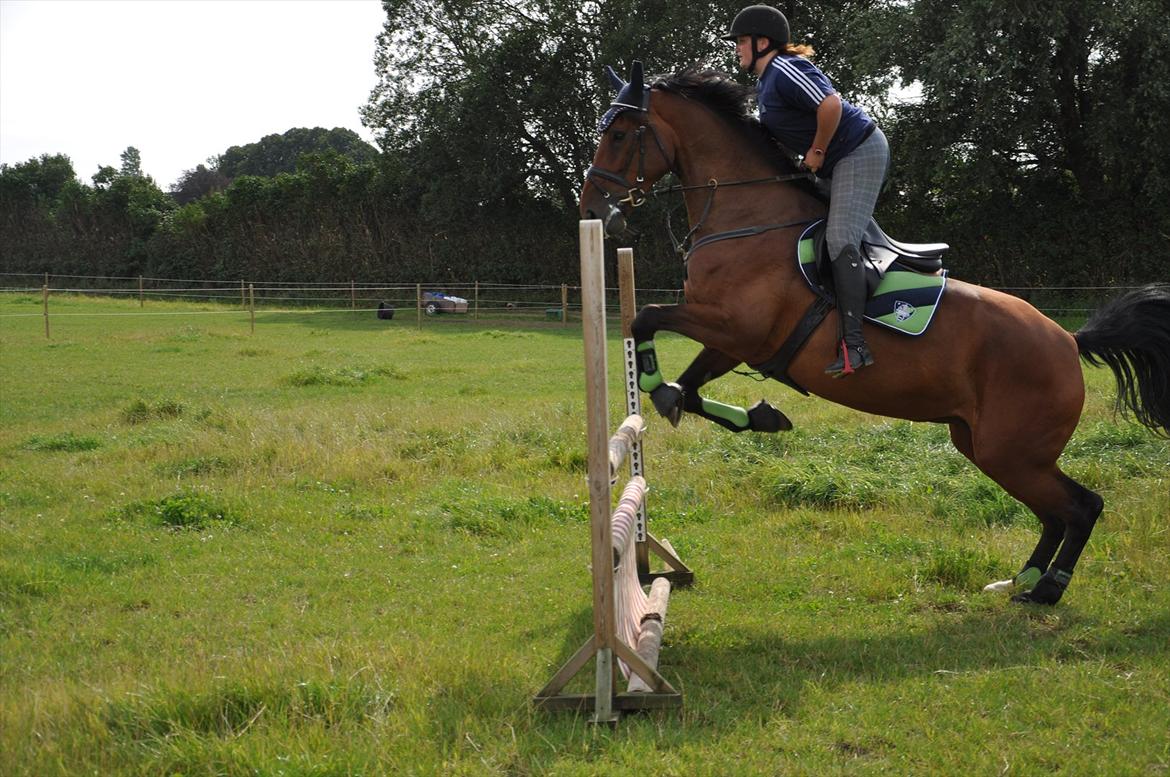 Holstener Wajes Capice (Følle) - Spring træning på marken 29.07.11 med Sarah, Sofie, Marie-Louies, Julie og Louise billede 16
