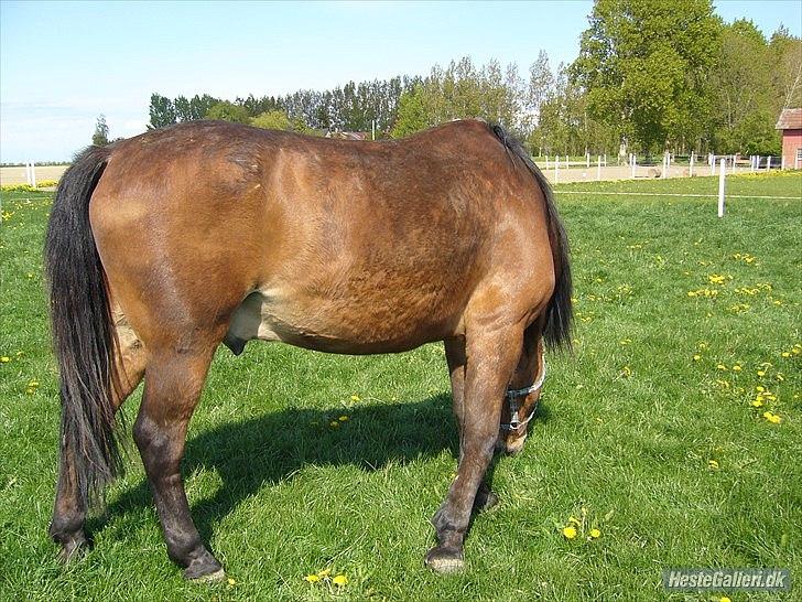 Anden særlig race Balder [Himmelhest] billede 12