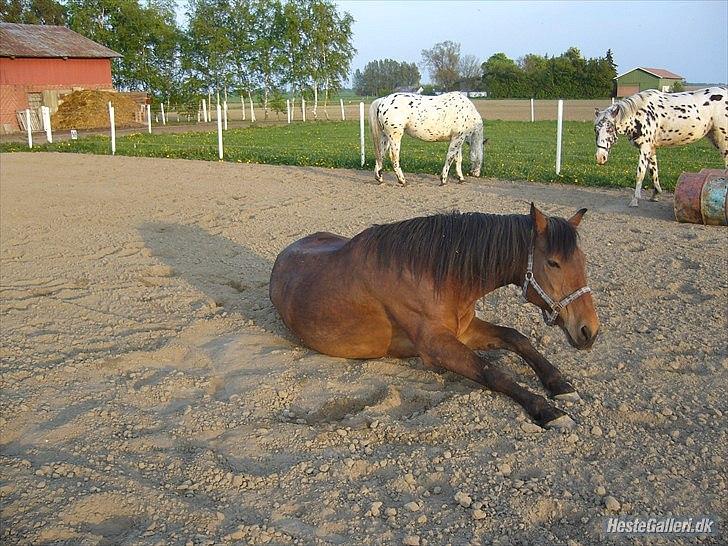 Anden særlig race Balder [Himmelhest] billede 13