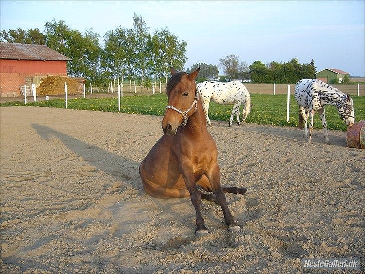 Anden særlig race Balder [Himmelhest] billede 14