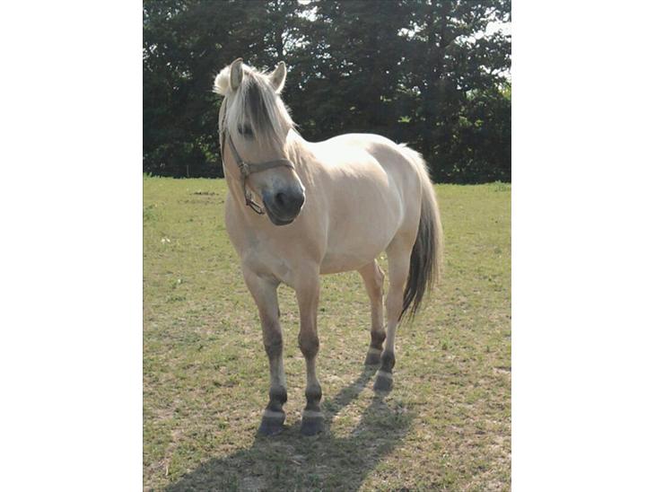 {{currentPhoto.altText}} billede {{currentPhoto.number}}