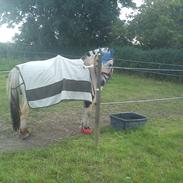 Fjordhest Cæsar ( da vida loca ) 