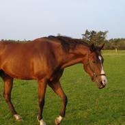 Anden særlig race Jack Of Hearts