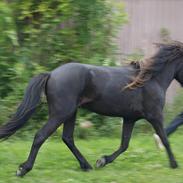 Islænder Blængur fra Lyskjær