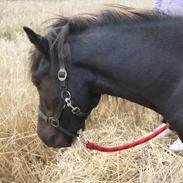 Islænder Blængur fra Lyskjær