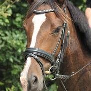 DSP Villas |My whole life| ;*