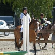 Anden særlig race Bilbo