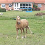 Haflinger Cille ET&ALT