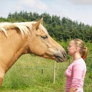 Haflinger Cille ET&ALT