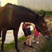 Oldenborg mille elling