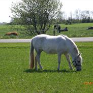 Anden særlig race Zindy