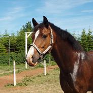 New Forest Orchid´s Jester 2