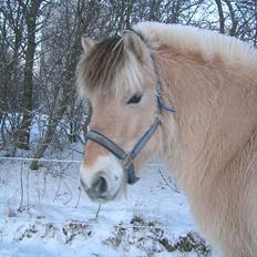 Fjordhest Herkules (Kulle)